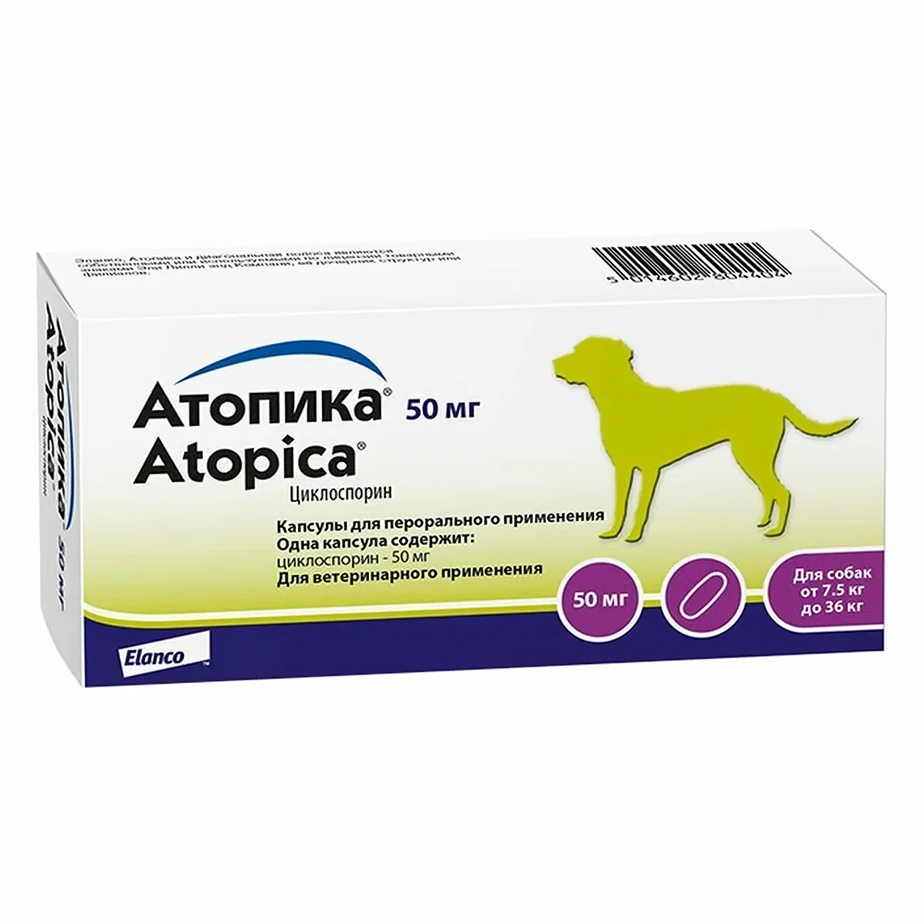 Все, что вам нужно знать об атопическом дерматите у собак