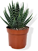 Кактусы и суккуленты Алоэ, Замиокулькас, Сансеvierия, Крассула