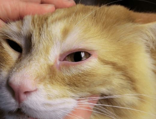 У котенка или кошки гноятся глаза: причины и что делать - Purina ONE®