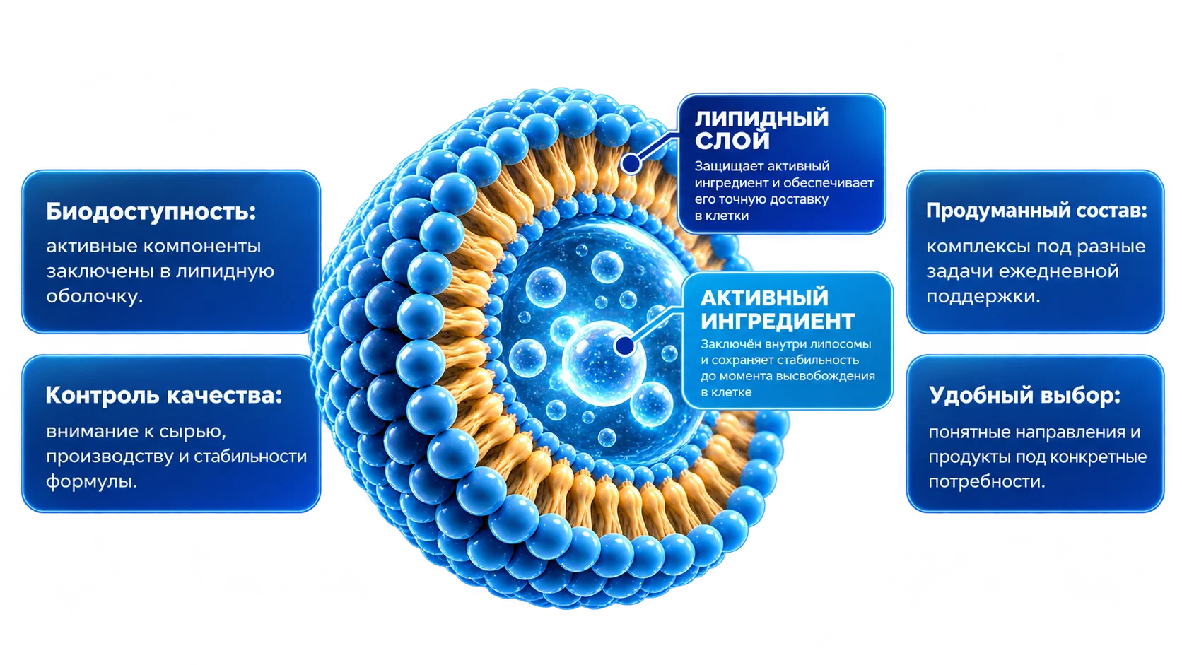 Липосомальная технология Supreme Pharmatech: инфографика