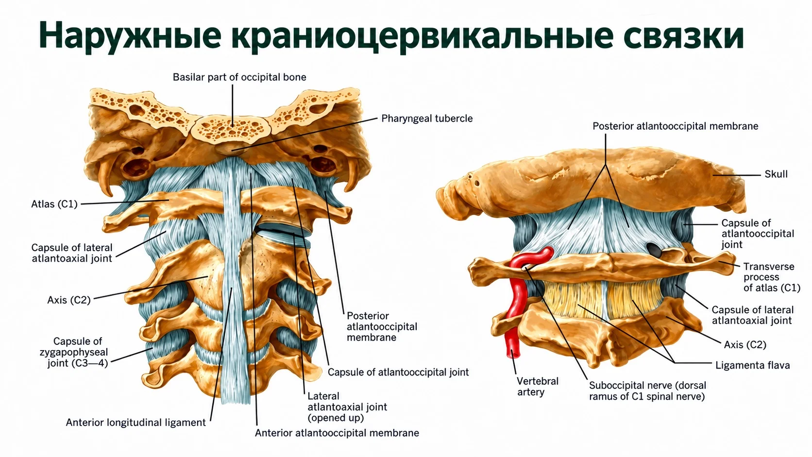 Анатомия краниоцервикального перехода, Атланта C1, Аксиса C2 и позвоночной артерии