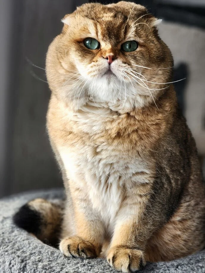 Scottish Fold voksen