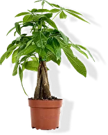 Пахира Акватика Денежное дерево