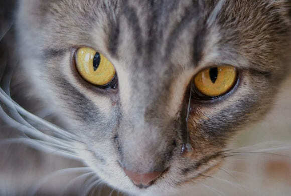 Слезятся глаза у кота: причины, лечение и профилактика | Vetera