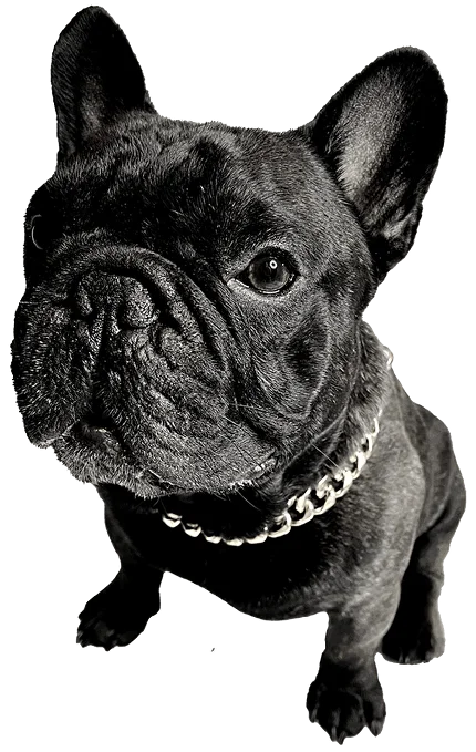 Чёрный бульдог — талисман HD ARTEL