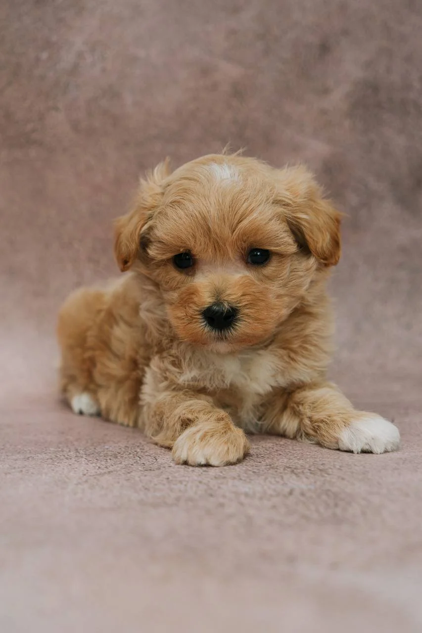 Щенки мальтипу F1 и F2: как выбрать идеального компаньона, который не линяет, не лает и не оставит вас равнодушными 1 Щенки мальтипу F1 и F2: как выбрать идеального компаньона, который не линяет, не лает и не оставит вас равнодушными