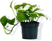 Вьющиеся Эпипремнум