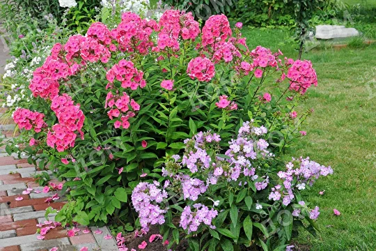 Флокс