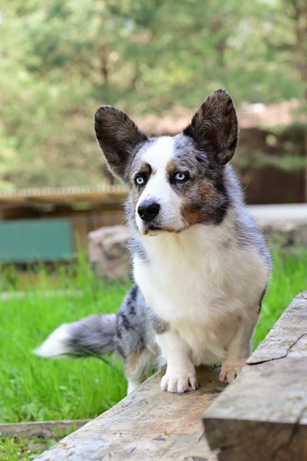 Blue merle corgi discount puppies for sale