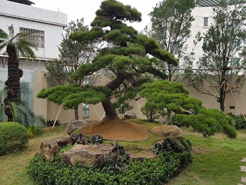 Бонсаи, Ниваки, Штамбы