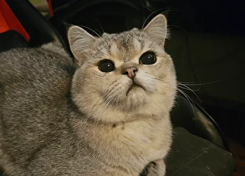 Британец