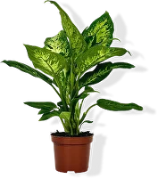 Лиственные Фикус, Диффенбахия, Маранта, Мирсина