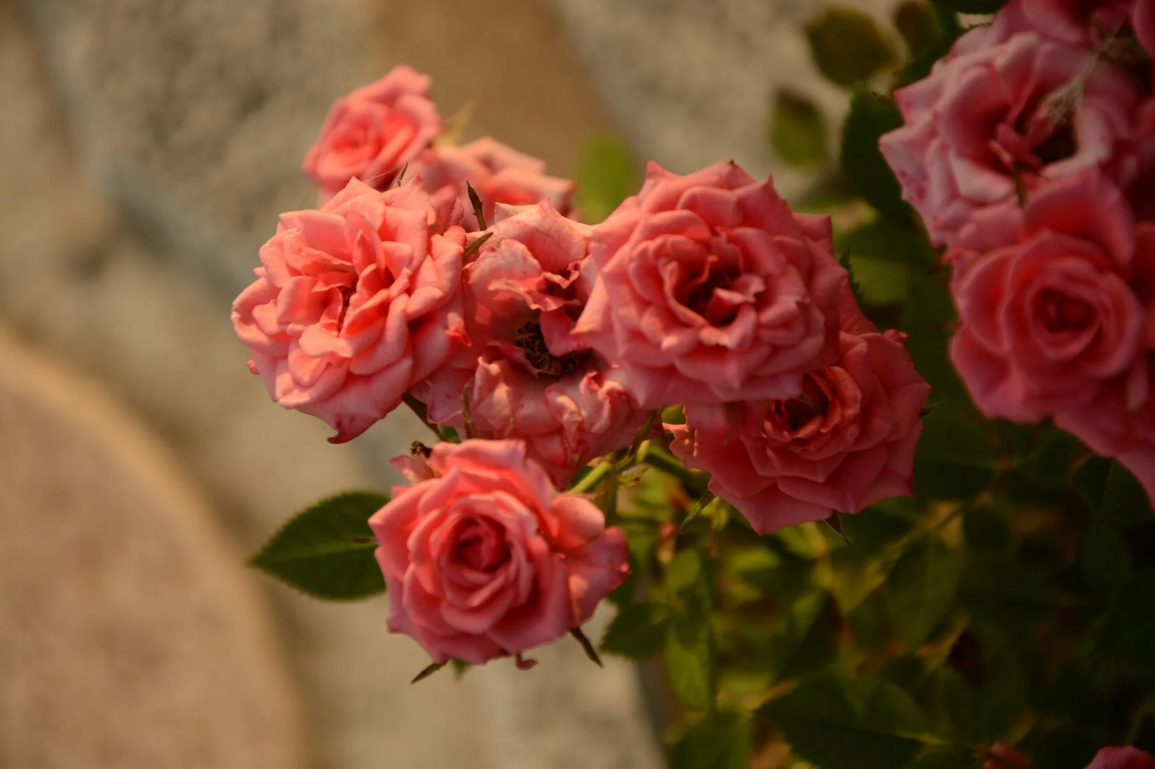 Терракотовая роза 2