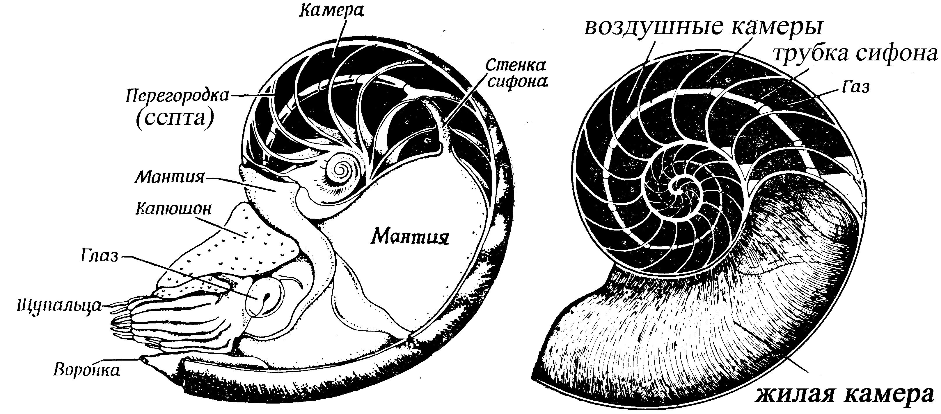Просматривал снимки с Марса и нашел аммонит Просматривал снимки с Марса и нашел аммонит
