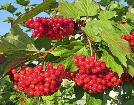 Калина