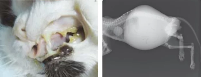 коронавирусный энтерит у кошек
