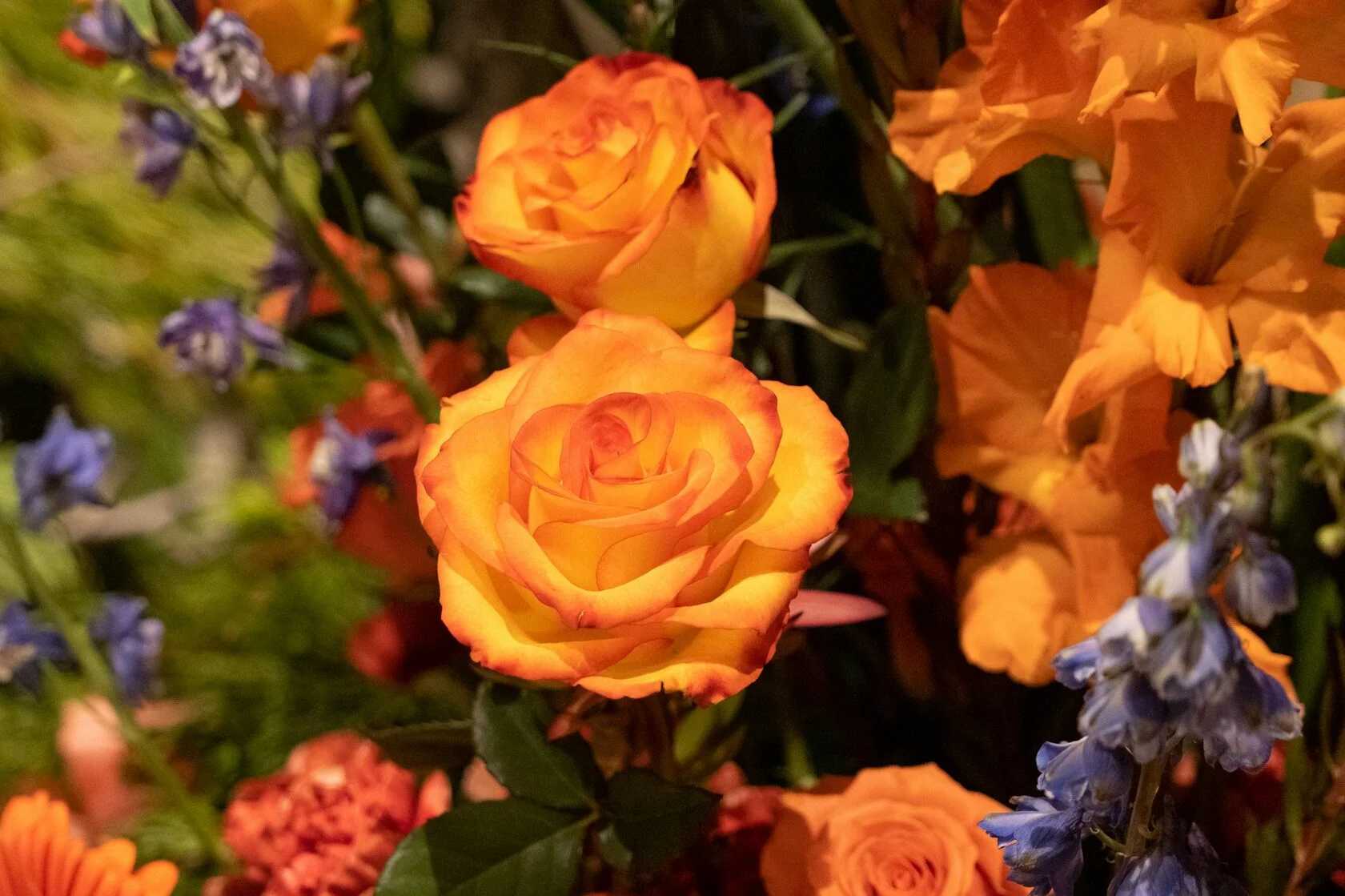 Оранжевая роза 2