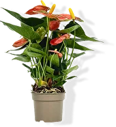 Антуриум Красный — мужское счастье, символ силы и нового этапа