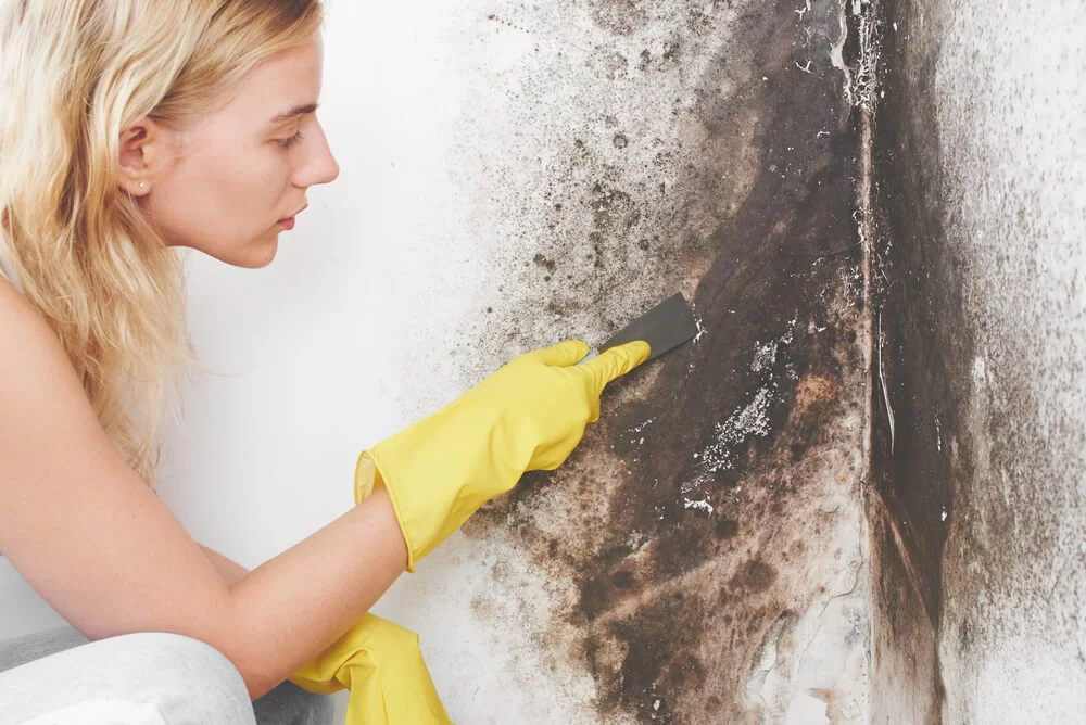 Чем удалить плесень на стене в домашних условиях | Статьи от Unilever