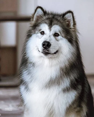 AMELHUK NORTHERN KUCHUM