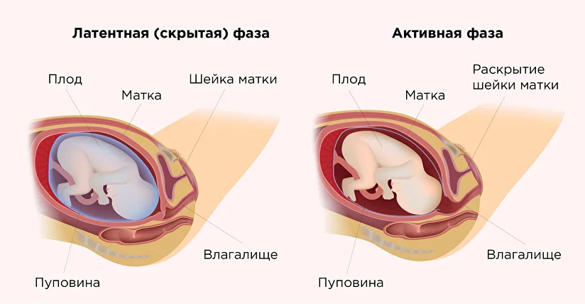 Какова роль оргазма в зачатии ребенка? Отвечает гинеколог Елена Березовская - Дети Mail Какова роль оргазма в зачатии ребенка? Отвечает гинеколог Елена Березовская - Дети Mail