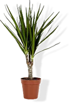 Деревья Драцена