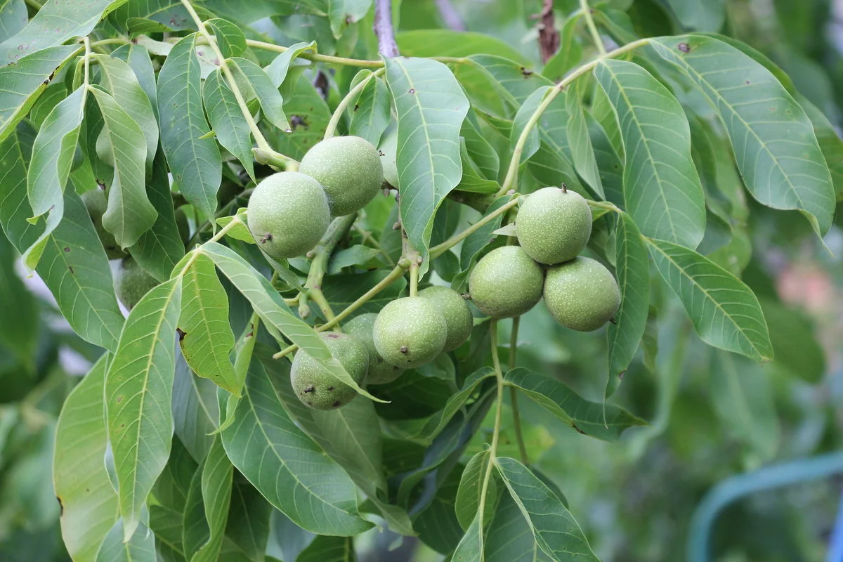 Грецкий орех