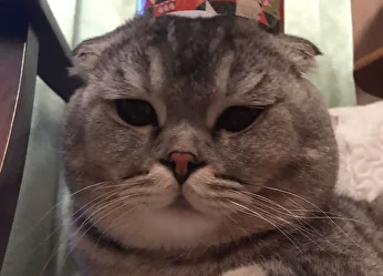 Шотландец
