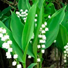 ФСС на растения, саженцы и семена