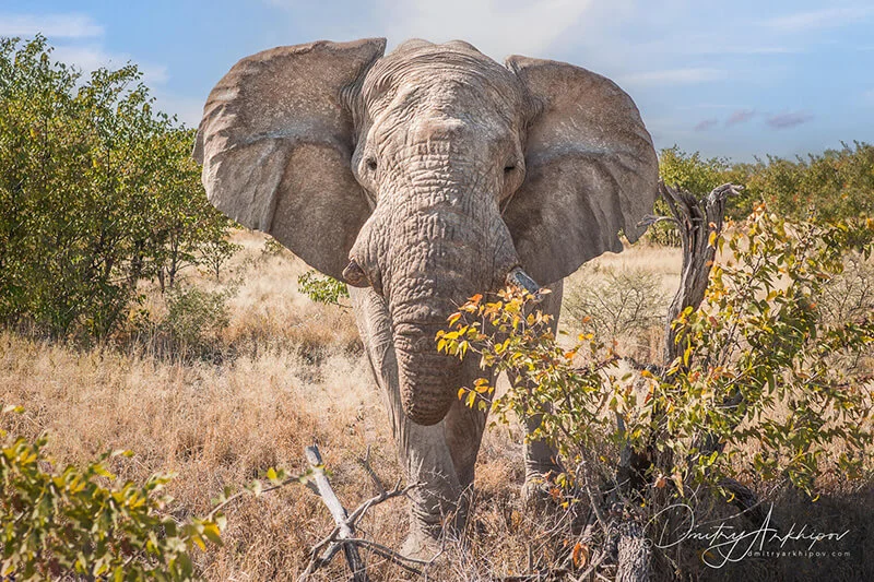 Namibia, Botswana, Zambia and Zimbabwe 2026