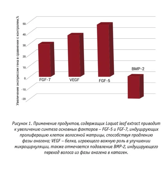 Рисунок 1. Синтез факторов роста