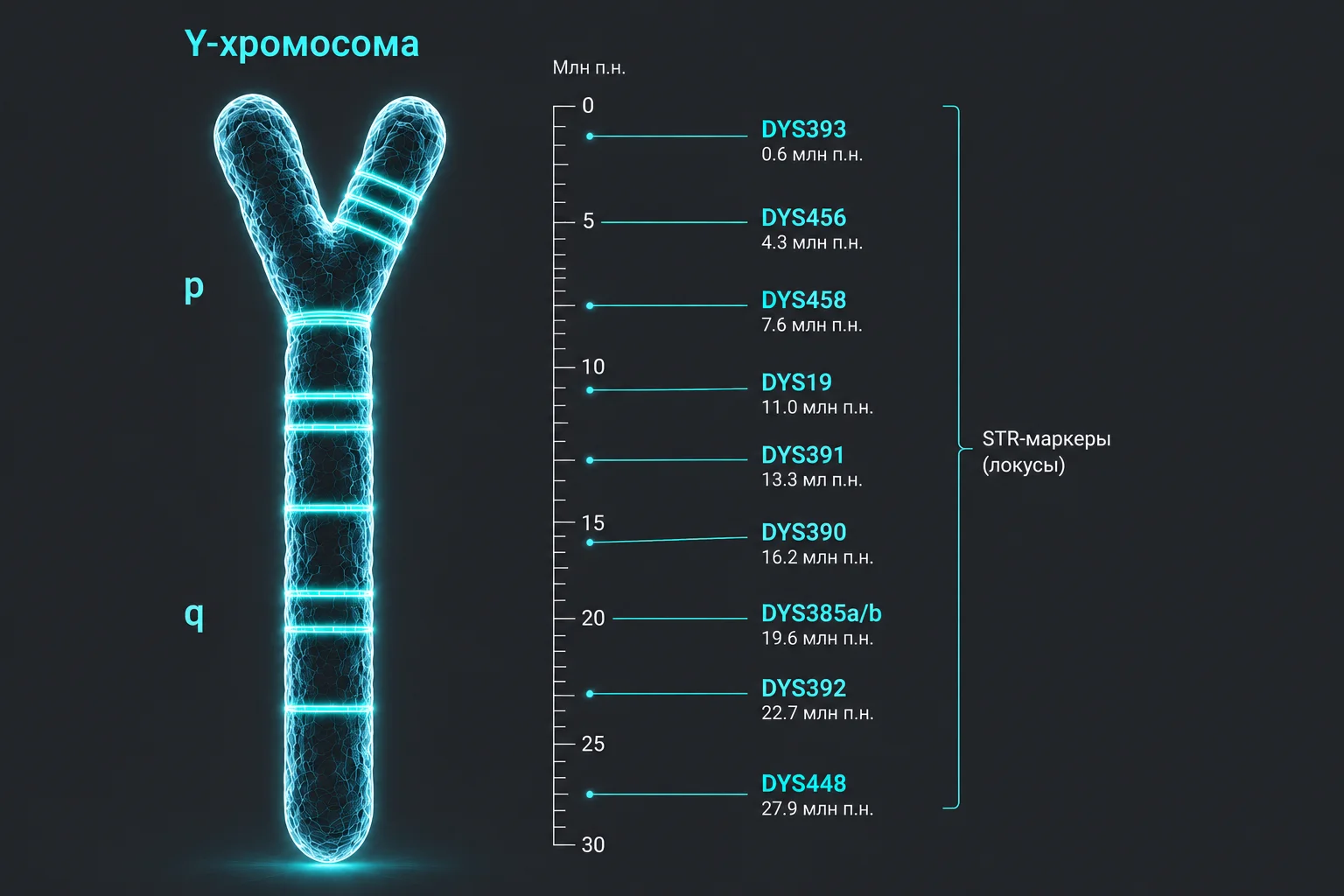Y-хромосома с STR-локусами