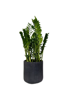 В подарок — пересаженные растения в красивом кашпо JET, готовые к вручению