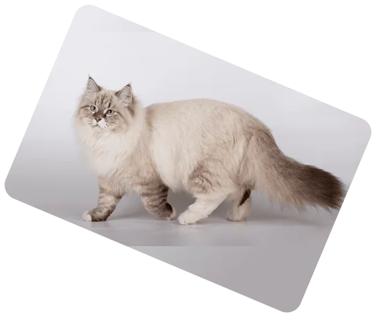 Siberian miracle cattery hot sale