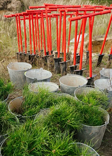 Лесовосстановление в России — виды, этапы, порядок проведения и значение