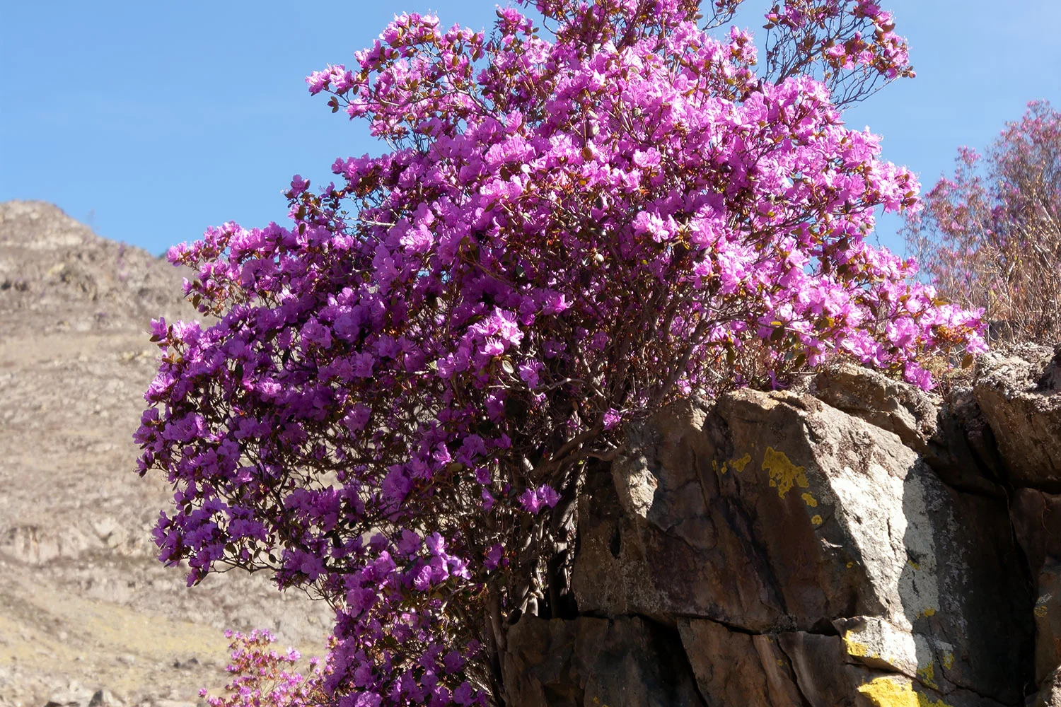 Экскурсия на цветение маральника