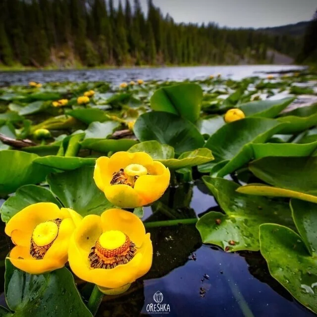 Aquatic plant growing guide