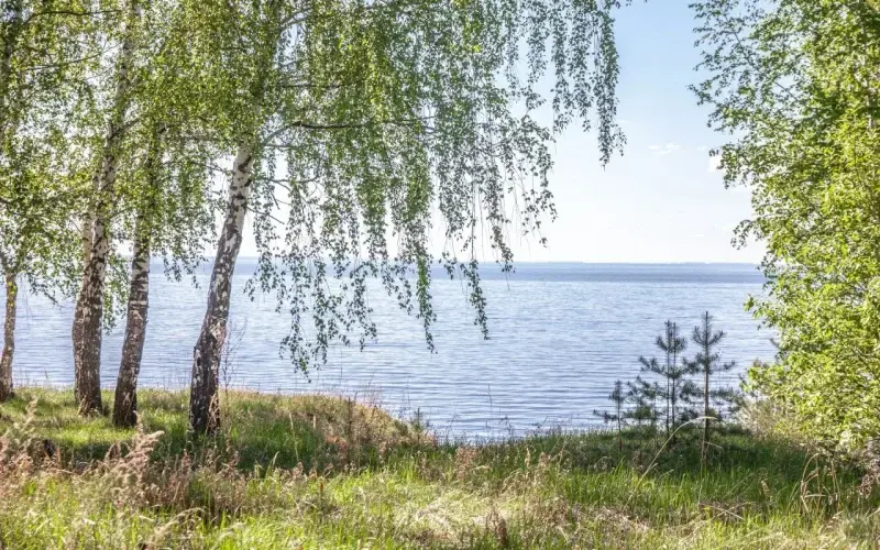 Лес рядом с глэмпингом