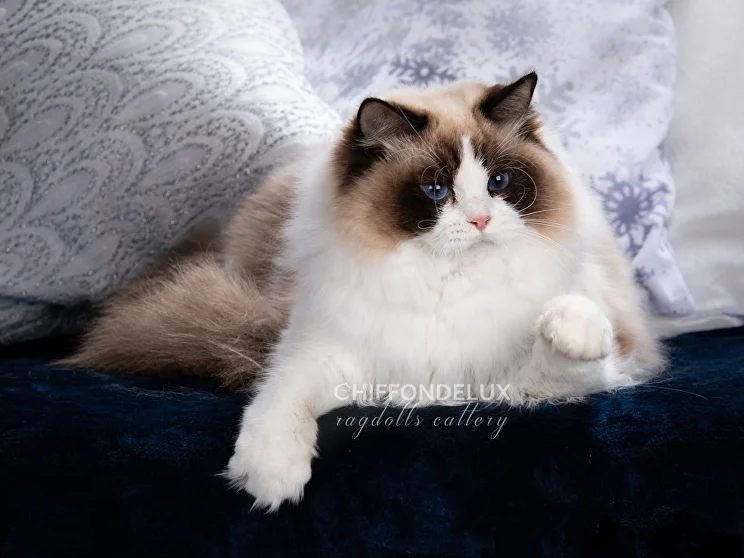 Ragdoll cattery in Moscow Chiffondelux