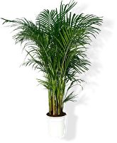 Пальма Юкка, Хамедорея, Арека, Ховея, Пахира