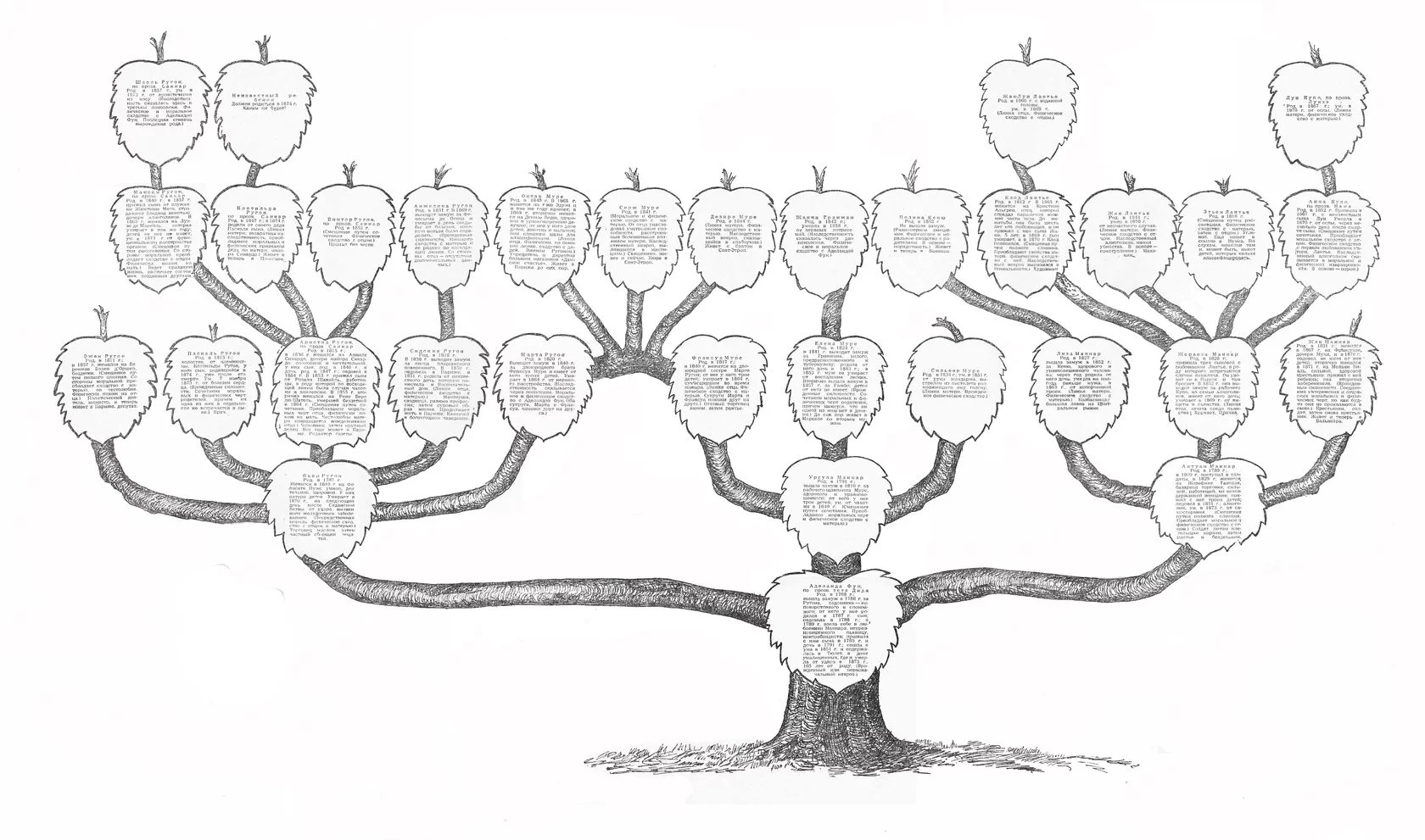 Родословное дерево шаблон