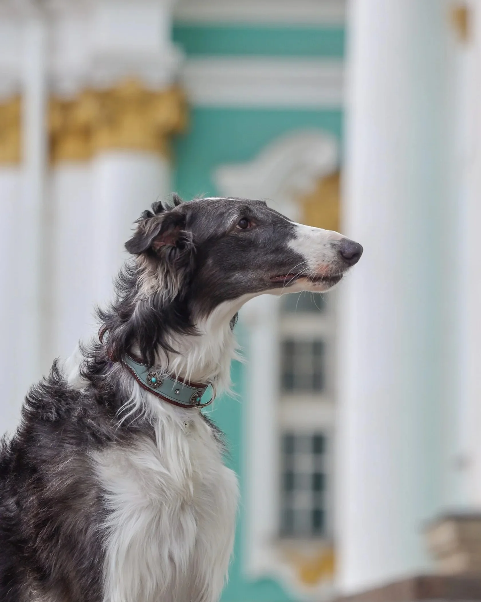 Коллекция Hermitage — общий кадр