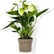 Цветущие Спатифиллум, Антуриум