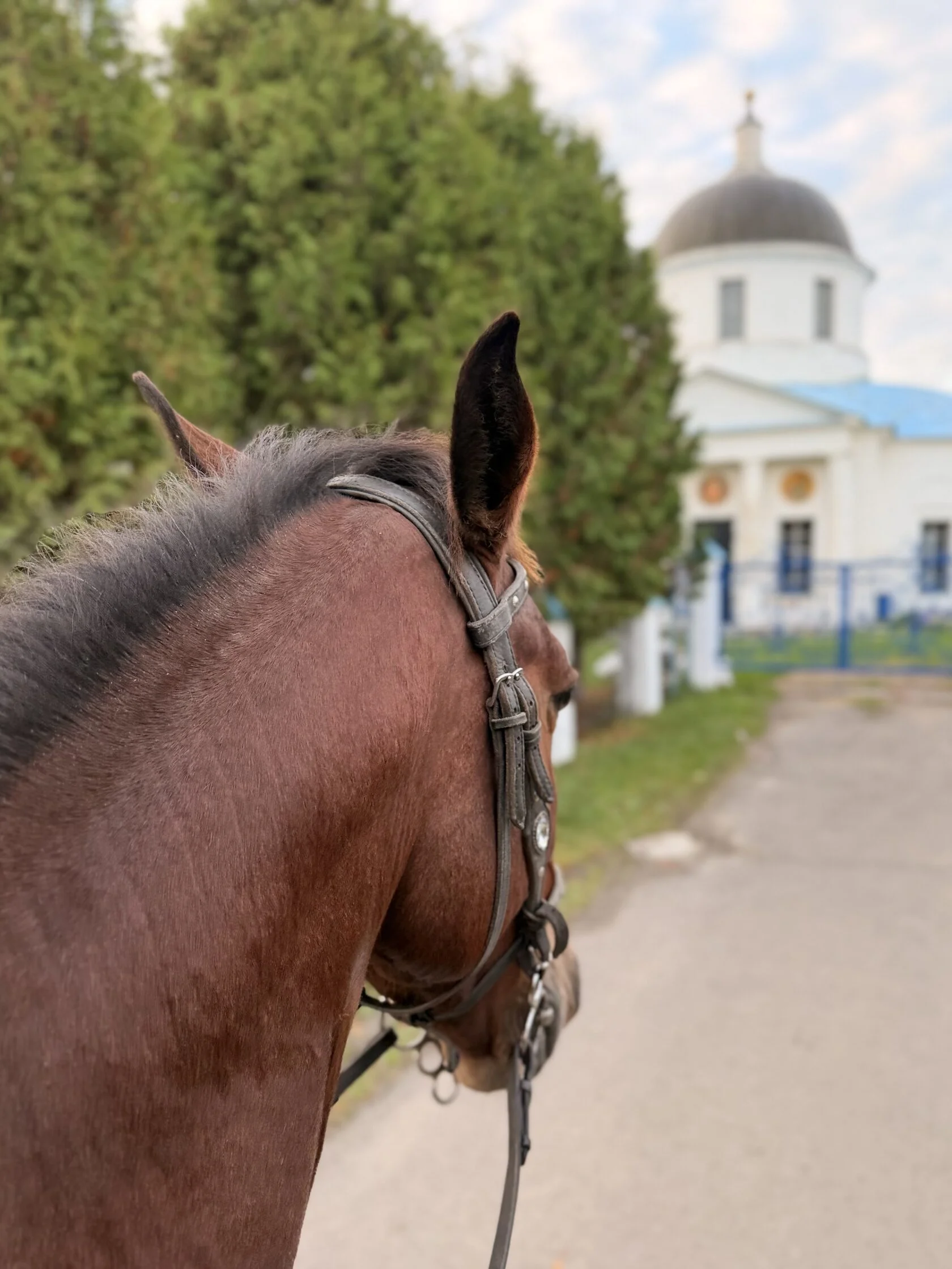 Лошадь возле Покровского храма на маршруте экскурсии