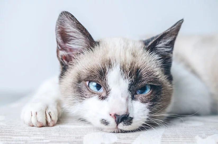 Лечение глаз у кота при нагноении: методы и рекомендации