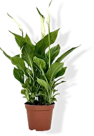 Спатифиллум — женское счастье, цветёт почти круглый год