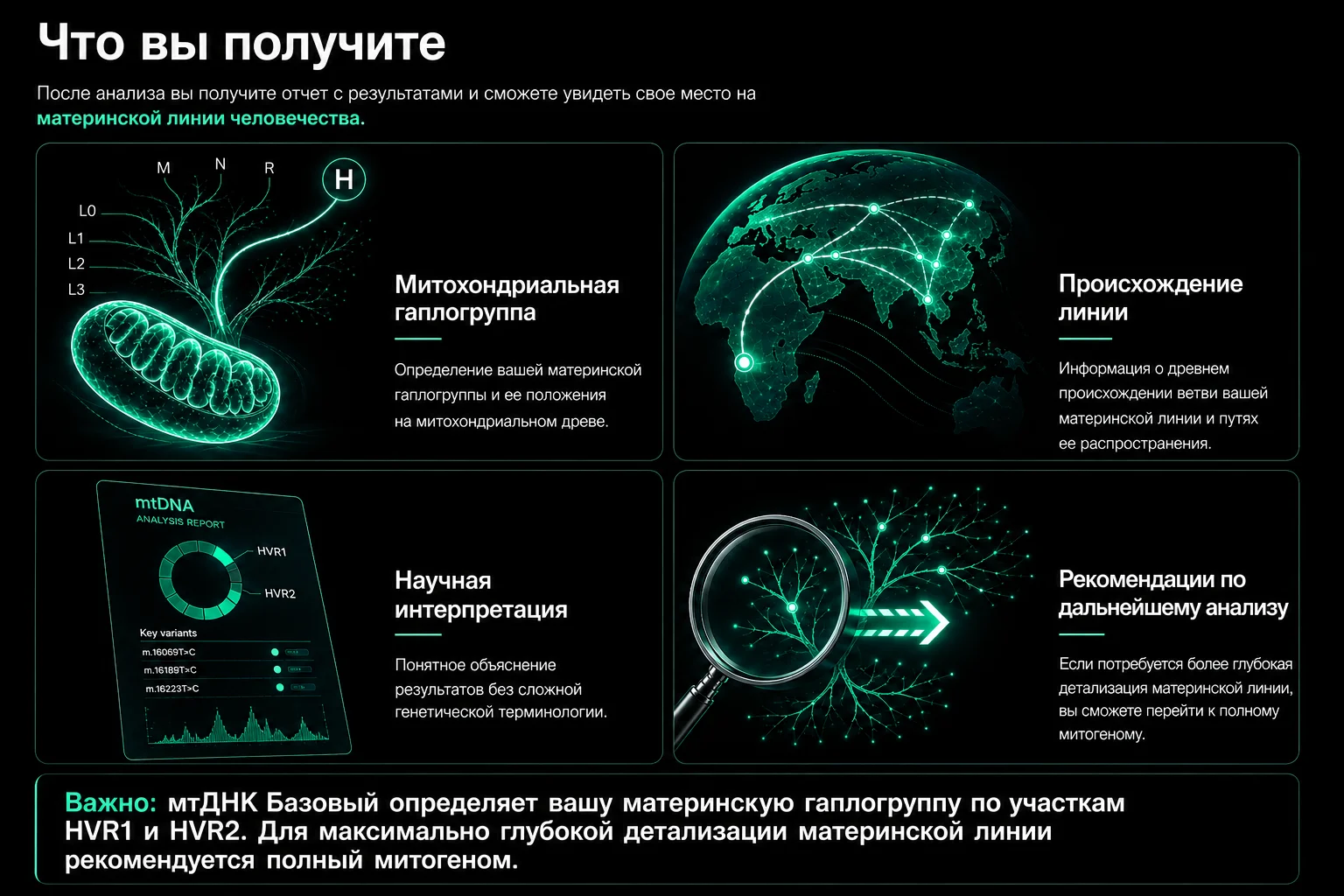 Что вы получите в результате исследования мтДНК Базовый