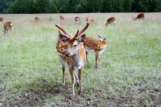 Олени на пути к Чусовой Штурм