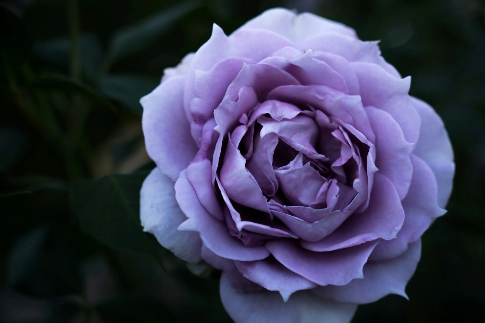 Лавандовая роза 1