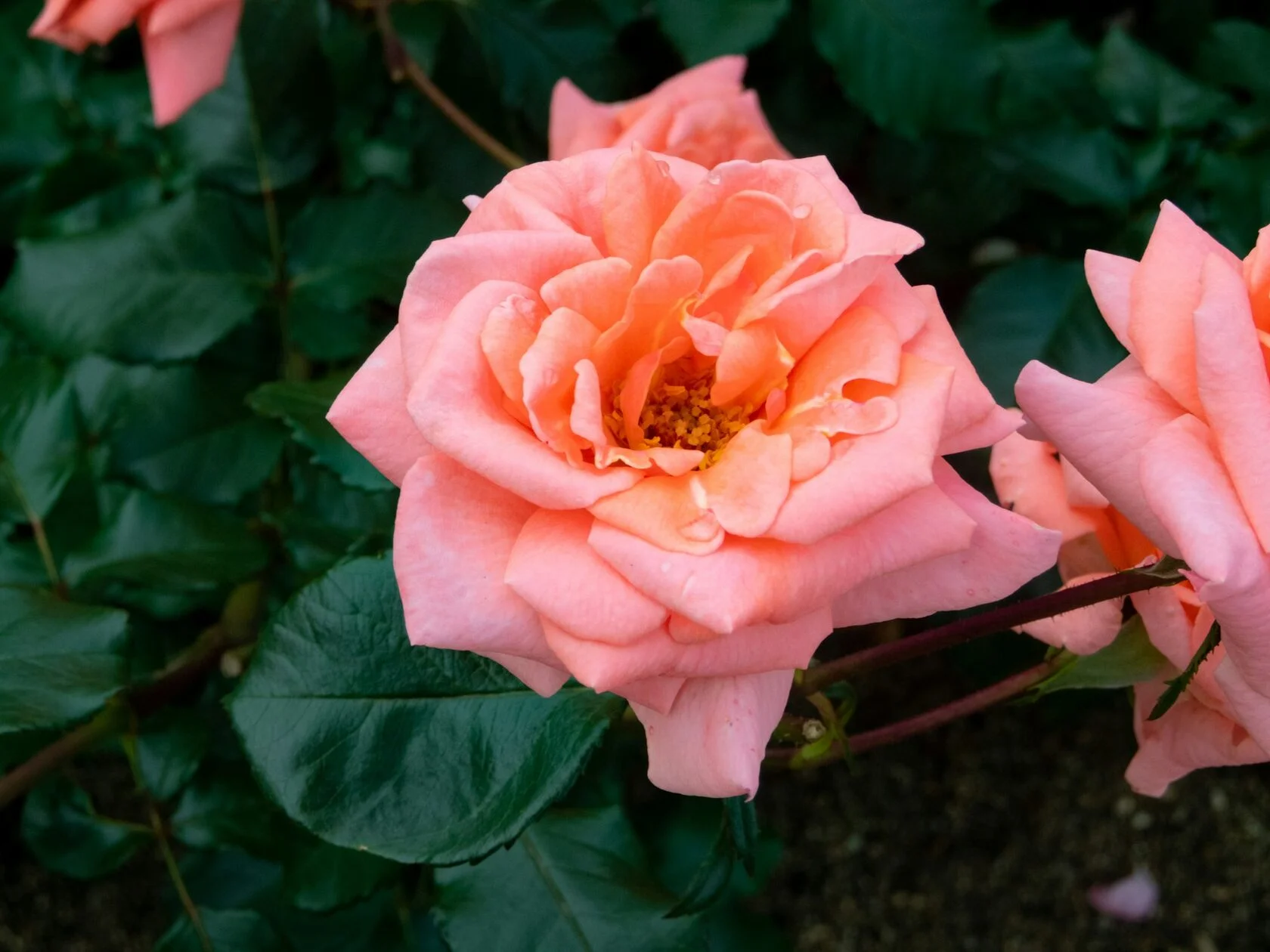 Розовая роза 1